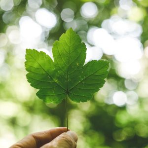 Growing Greener